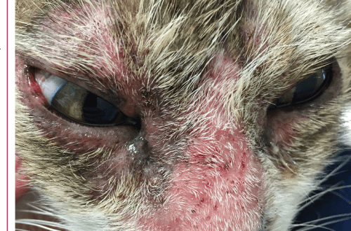 Subcutaneous tick in cats: how to detect and treat demodicosis