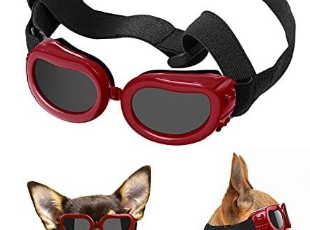 Sunglasses for dogs: protecting the eyes of a four-legged friend