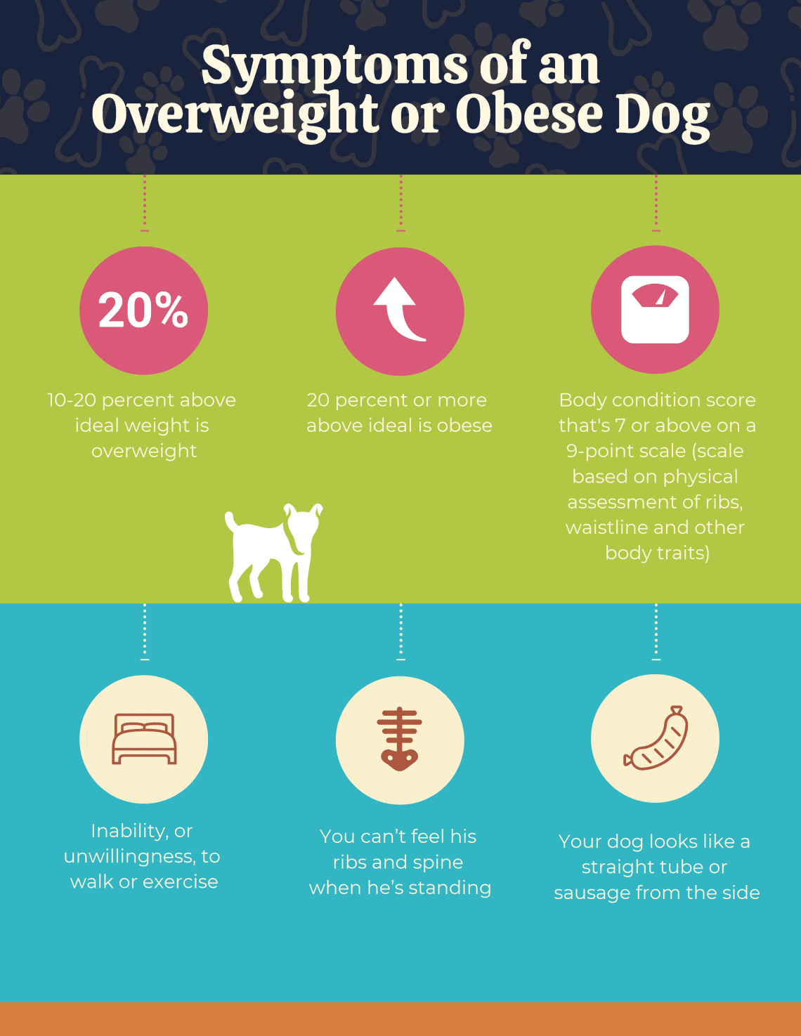 Symptoms and Risks of Overeating in Dogs