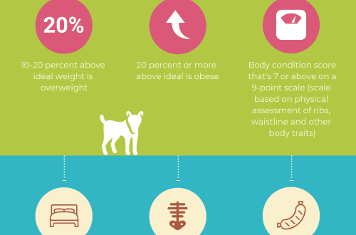 Symptoms and Risks of Overeating in Dogs