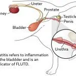 Symptoms and treatment of cystitis in cats, forms of the disease and its prevention