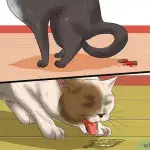 Symptoms of Distemper in Cats: How to Manage and Recognize Distemper