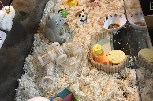 Syrian hamster cage: sizes, types, photos