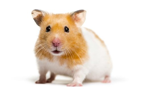 Syrian hamster: care and maintenance at home (description with photo)