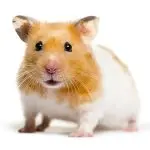 Syrian hamster: care and maintenance, how long it lives, colors, sizes and types, description and reviews