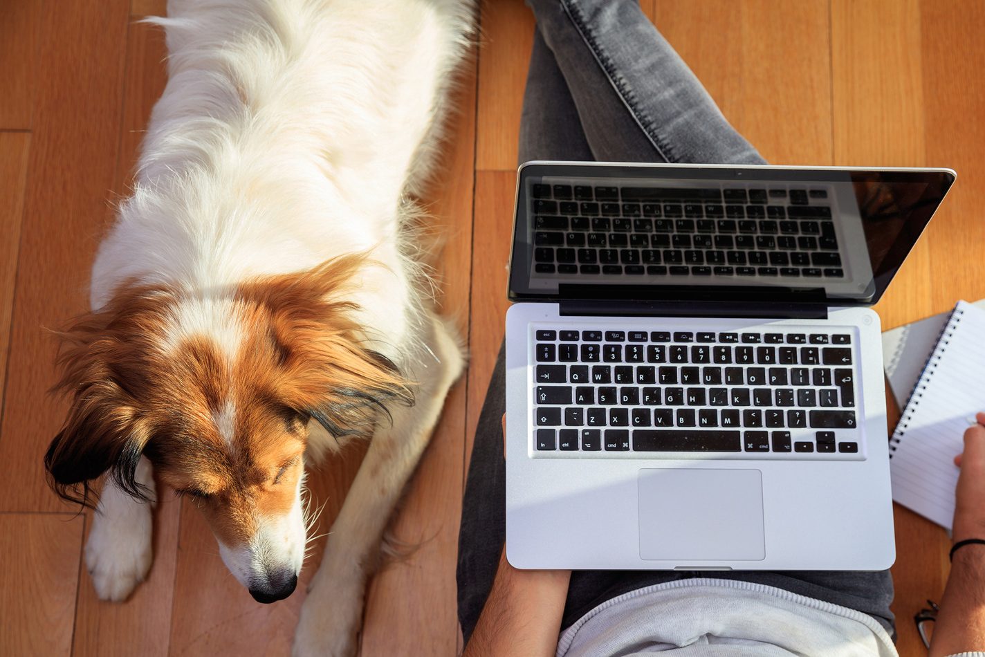 Take Your Dog to Work: Practical Tips