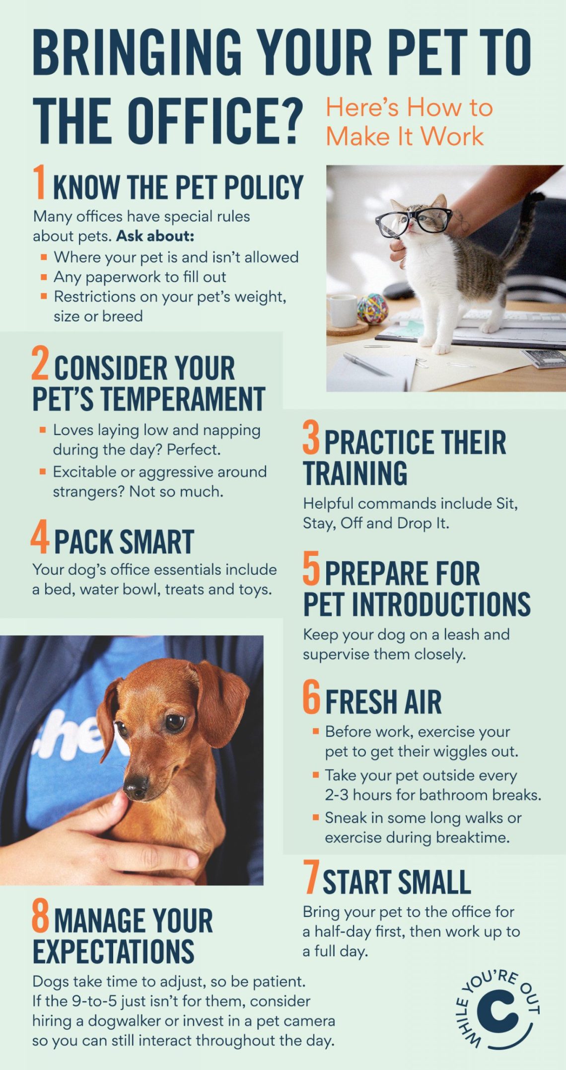Take Your Dog to Work: Practical Tips