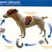 Anterior cruciate ligament rupture in a dog and anterior cruciate ligament injury: how to treat