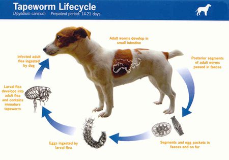 Tapeworms in dogs: how to find and get rid of them