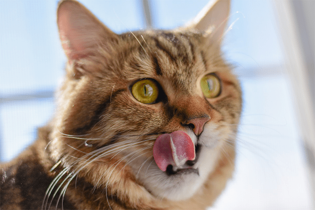 Taurine for cats - what is it and why is it needed?