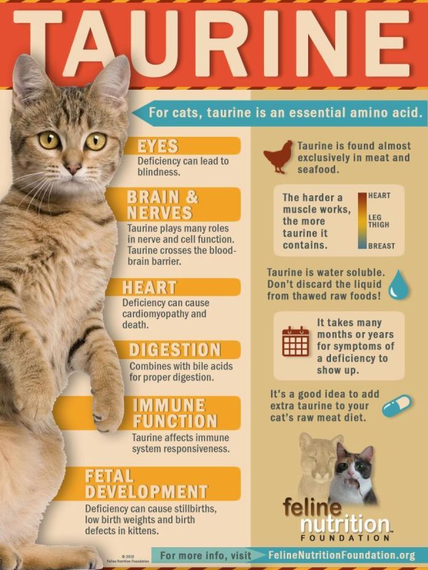 Taurine for cats &#8211; what is it and why is it needed?