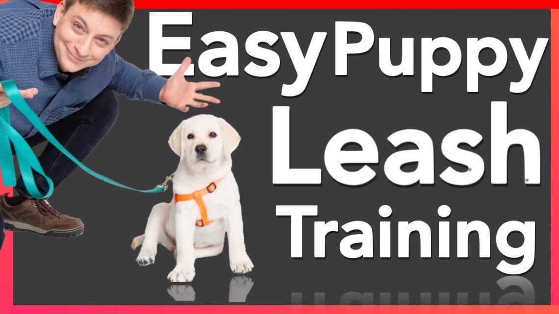 Teaching a puppy to a collar and leash