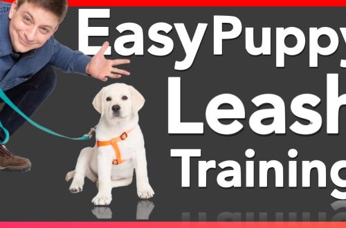 Teaching a puppy to a collar and leash