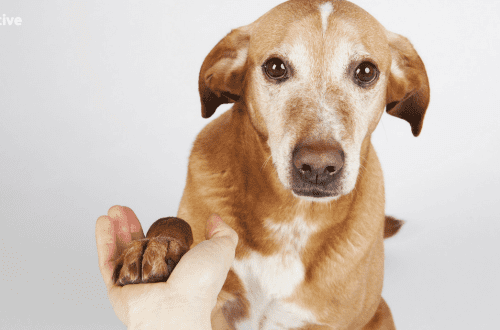 Teaching an Older Dog New Tricks: A Guide to Training Older Dogs