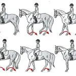 Teaching the horse to rein back