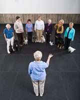 Teaching your puppy social skills and obedience training