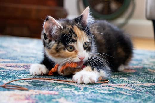 Teething in Kittens: When It Happens, Symptoms, and How to Help