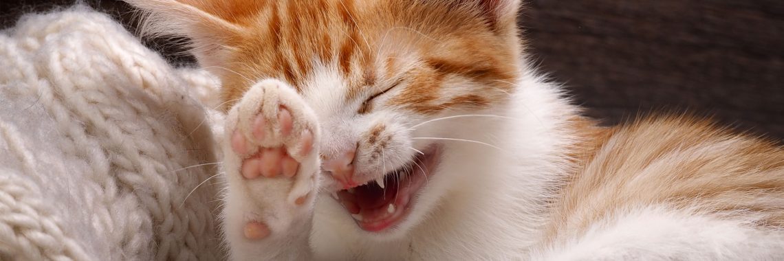 Teething in Kittens: When It Happens, Symptoms, and How to Help