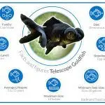Telescope fish: types, content, diseases, reproduction