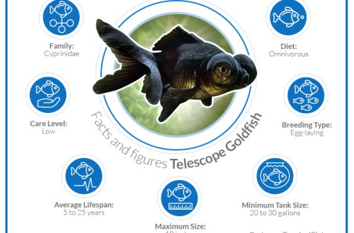 Telescope fish: types, content, diseases, reproduction