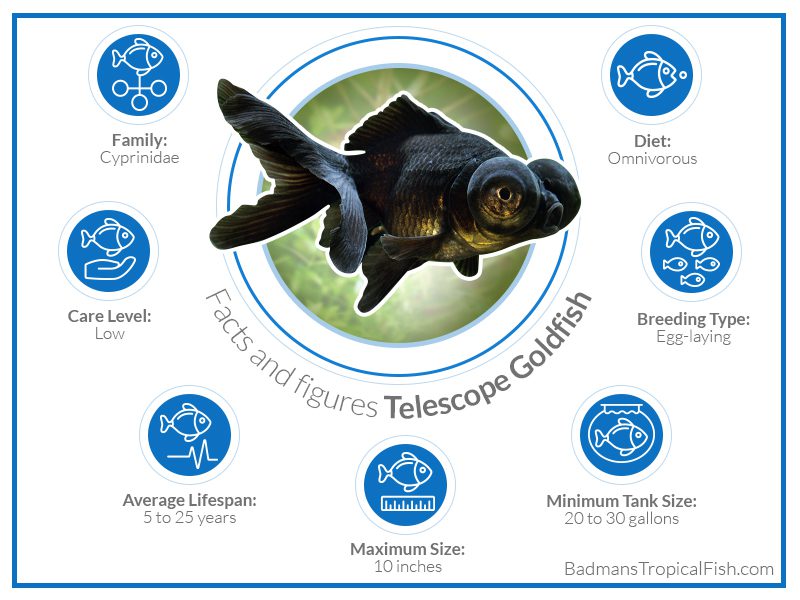 Telescope fish: types, content, diseases, reproduction