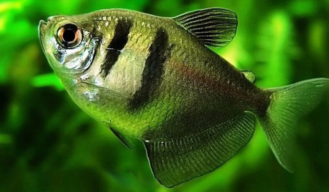 Ternetia fish: maintenance, compatibility, diseases, reproduction