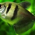 Ternetia fish: maintenance, compatibility, diseases, reproduction