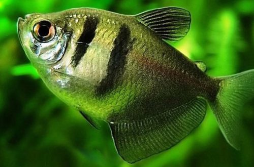 Ternetia fish: maintenance, compatibility, diseases, reproduction