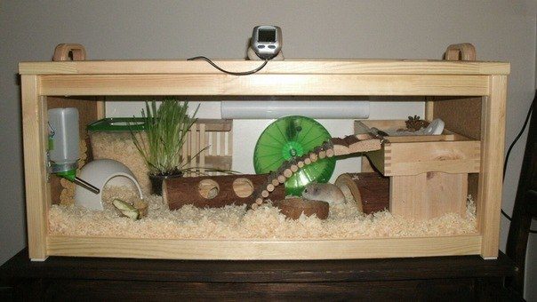 Terrarium and aquarium for hamsters, can they contain rodents?