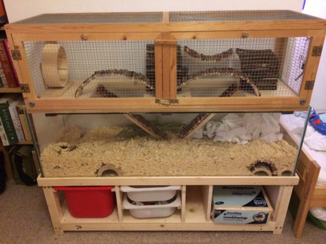 Terrarium and aquarium for hamsters, can they contain rodents?