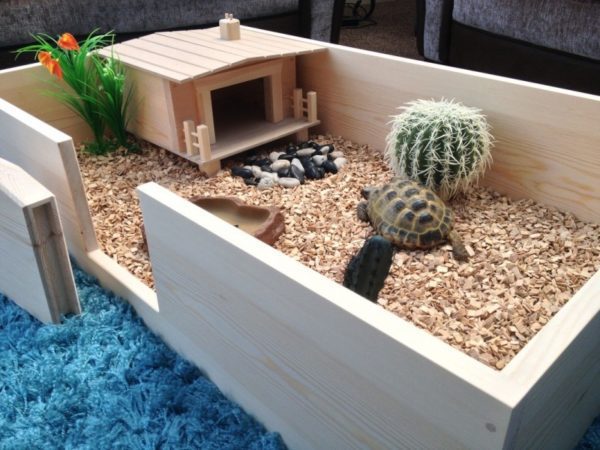 Terrarium for a land turtle: choice, requirements, arrangement