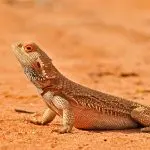 Terrarium for the bearded agama: what should it ideally be