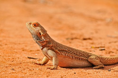 Terrarium for the bearded agama: what should it ideally be