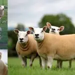 Texel sheep: the taste of meat, how much wool you can get