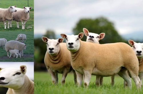Texel sheep: the taste of meat, how much wool you can get