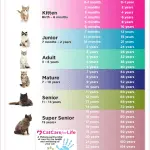 The age of a cat by human standards: methods for determining, matching the years of life of a cat and a person