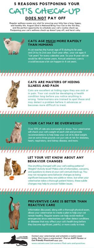 The basics of your cat&#8217;s health