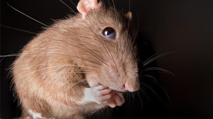 The behavior of domestic decorative rats