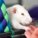 Why does a rat itch: it combs to blood and sores, what should I do?