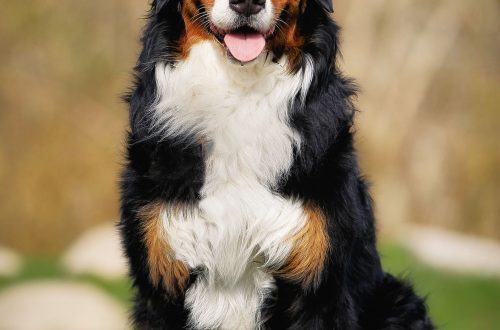 The best breeds of large dogs