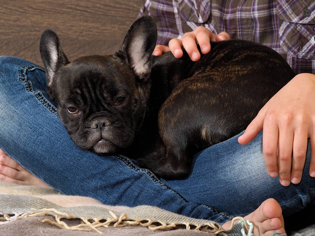 The Best Dog Breeds for an Apartment