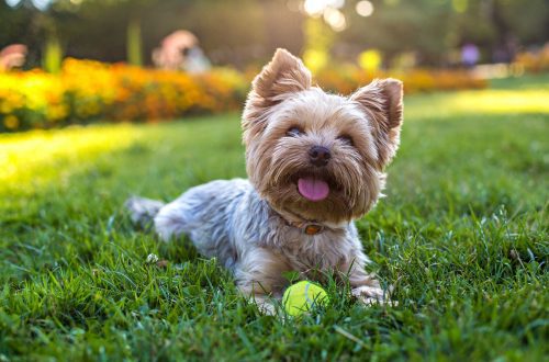 The Best Dog Breeds for Hot Climates