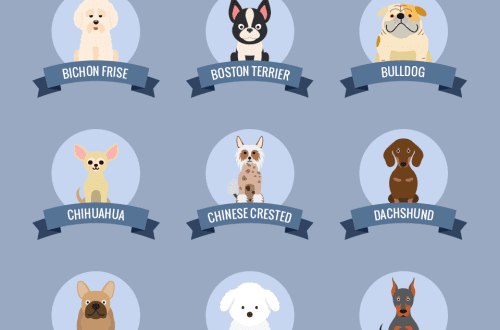 The best dog breeds to keep in an apartment