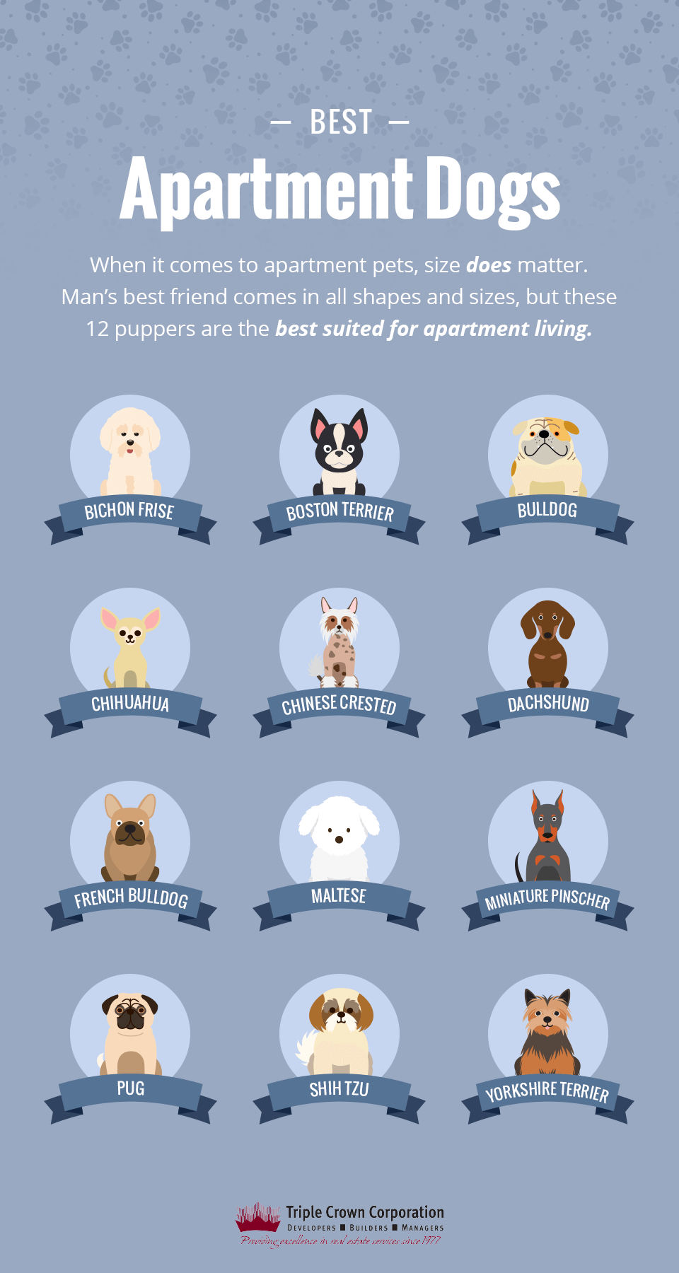 The best dog breeds to keep in an apartment
