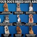 The best dogs in the world: features and characteristics of breeds