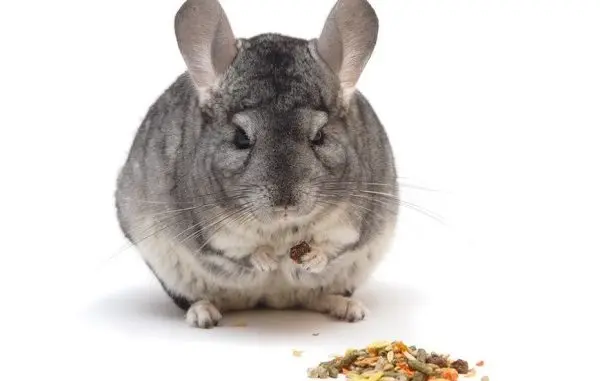 The best food for chinchillas: composition, description, rating