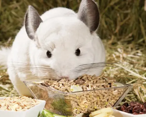 The best food for chinchillas: composition, description, rating