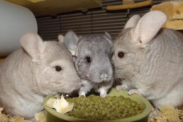 The best food for chinchillas: composition, description, rating