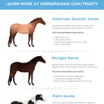 The best horse breeds for beginner riders