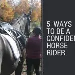 The best thing you can give a horse is CONFIDENCE